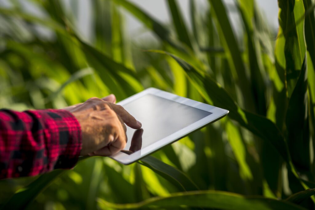 Un agriculteur qui utilise une tablette tactile dans un champs de maïs