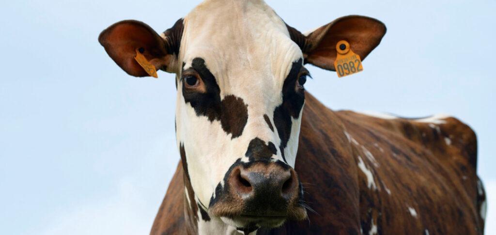 Oreillette, la vache égérie du salon de l'agriculture 2024