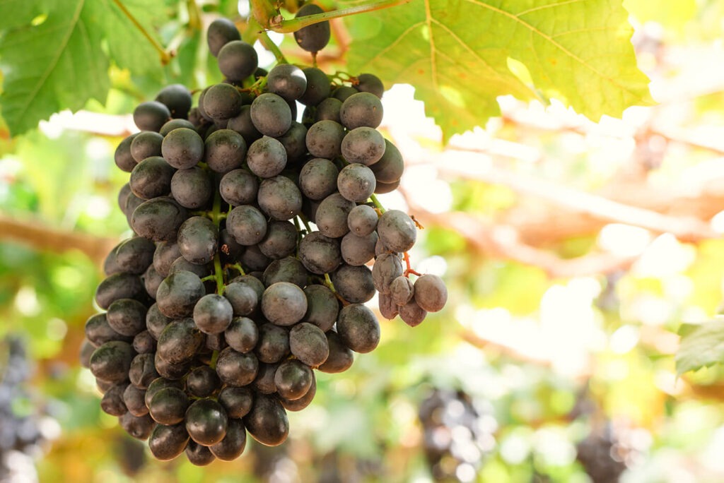 Grappes de raisin illustrant les dégustations de produits du terroir au Salon de l'Agriculture 2024