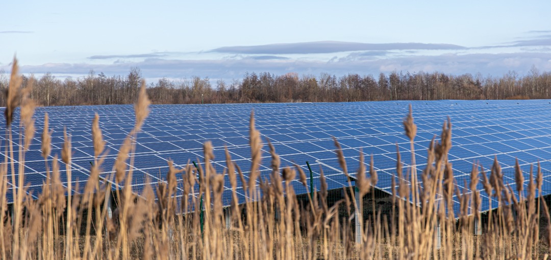 Agrivoltaïsme: panneaux photovoltaïques dans un champs