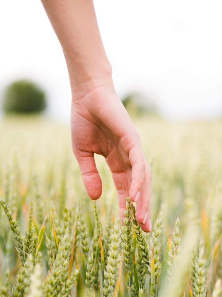 Main qui touche des épis de blé dans un champs