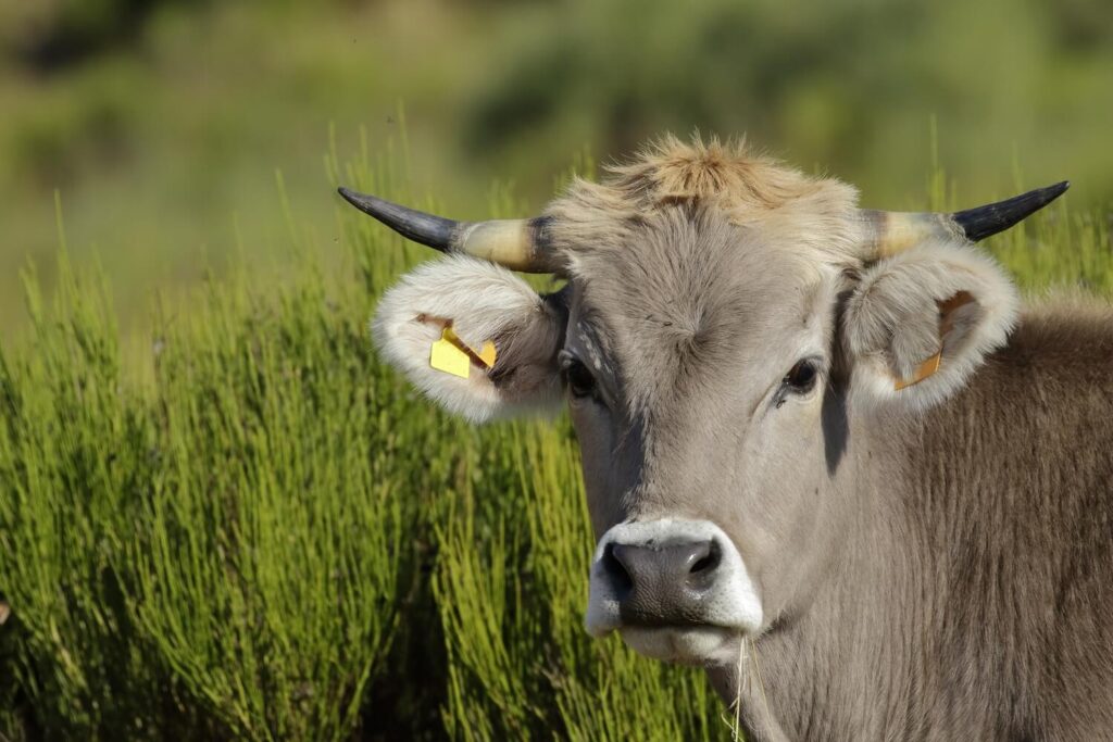 Bovin dans une exploitation agricole