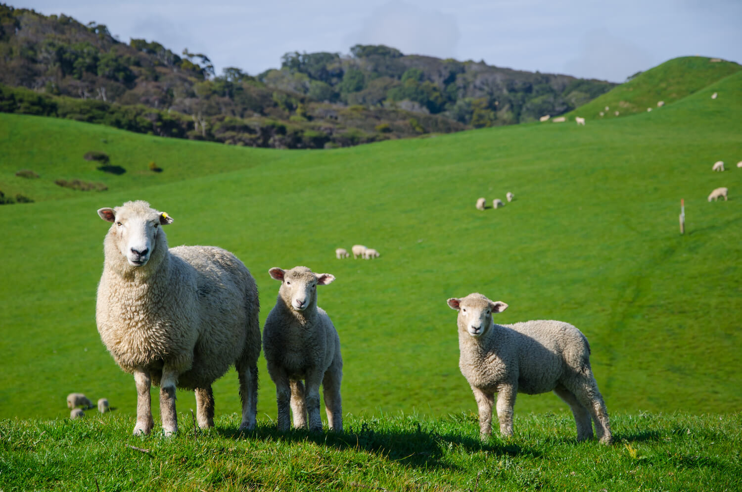 Moutons et brebis dans un champs