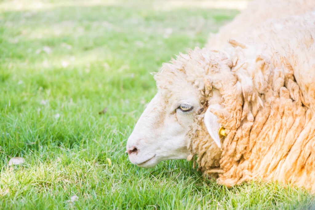 Mouton malade allongé dans un champs d'herbe