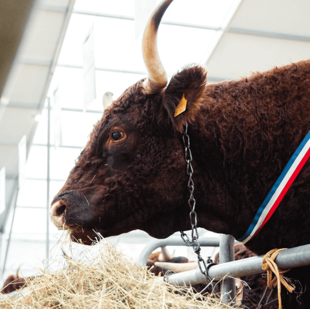 Vache au sommet de l'élevage